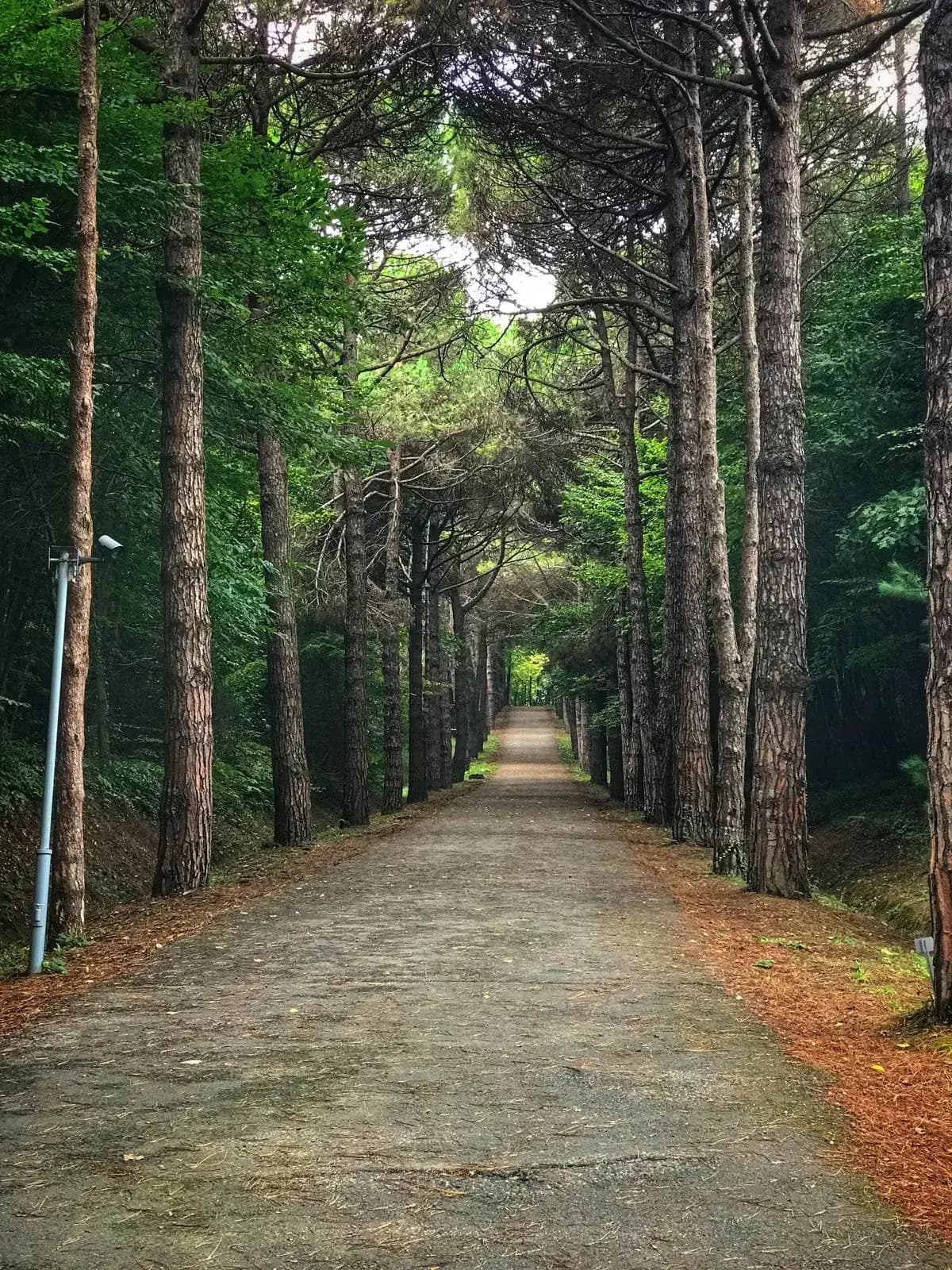 Serene lakeside view and rare plant collections at Atatürk Arboretum.