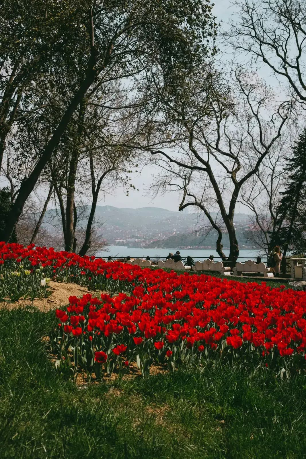 Vibrant tulip gardens and Bosphorus views at Emirgan Park.